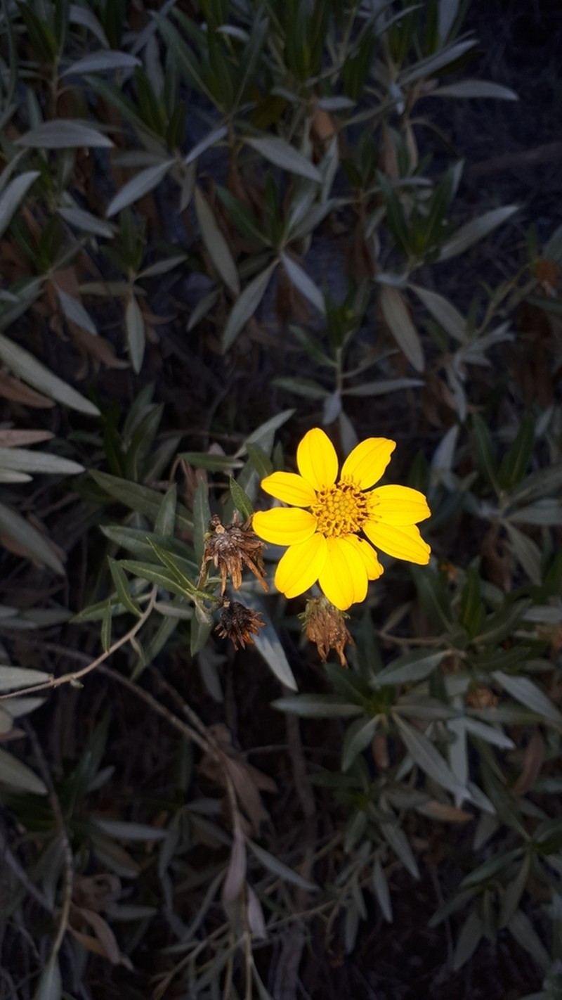 Flourensia resinosa photo 2