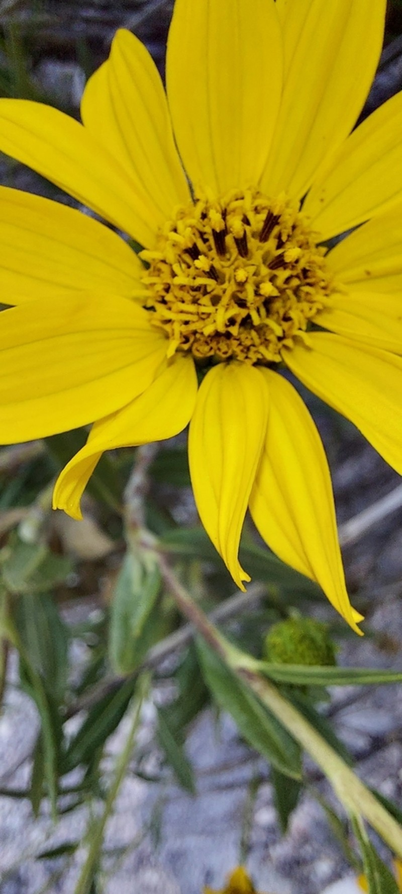 Flourensia resinosa photo 3