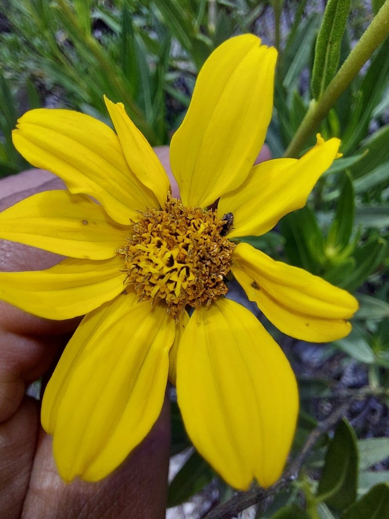 Flourensia resinosa photo 4