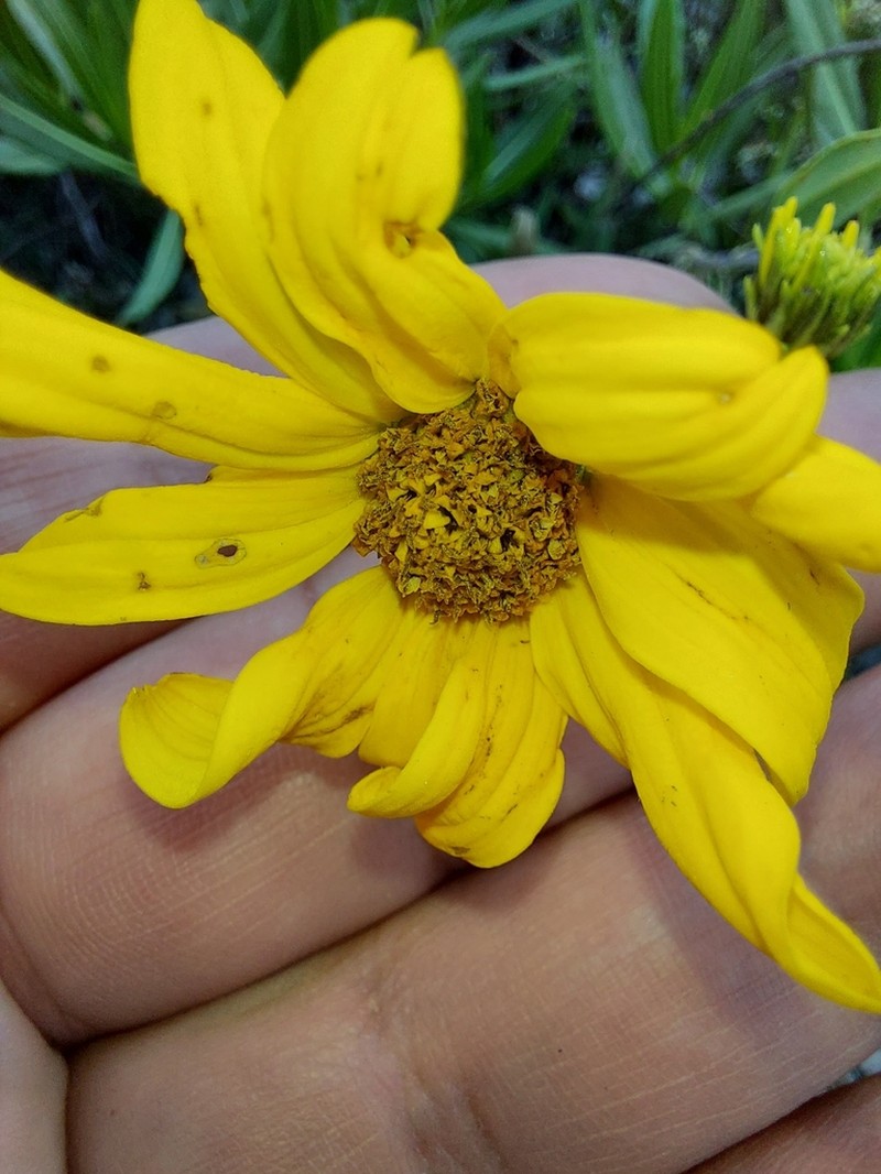 Flourensia resinosa photo 5