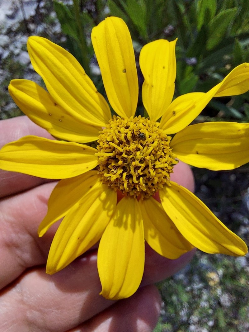 Flourensia resinosa photo 6