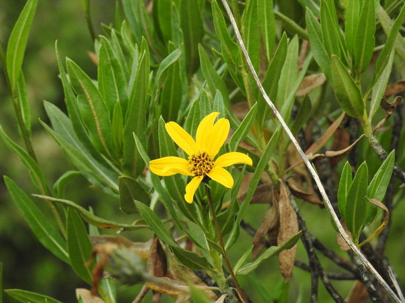 Flourensia resinosa photo 7