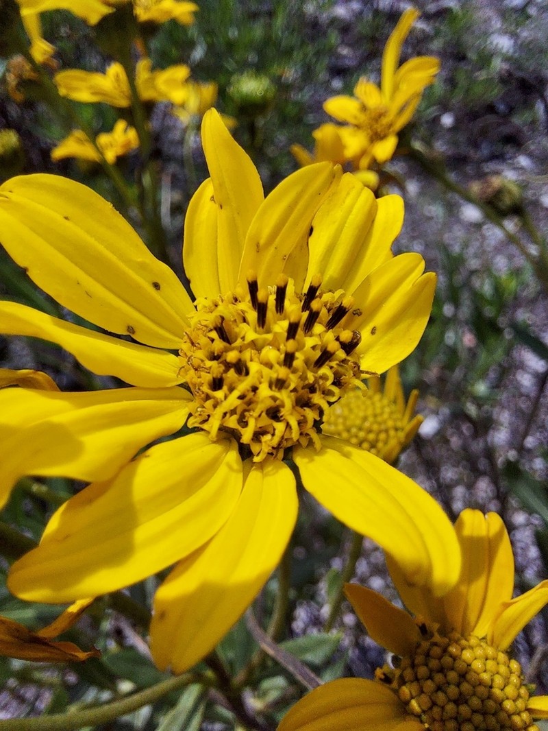 Flourensia resinosa photo 8