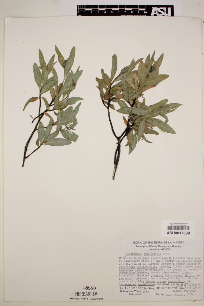 Flourensia retinophylla