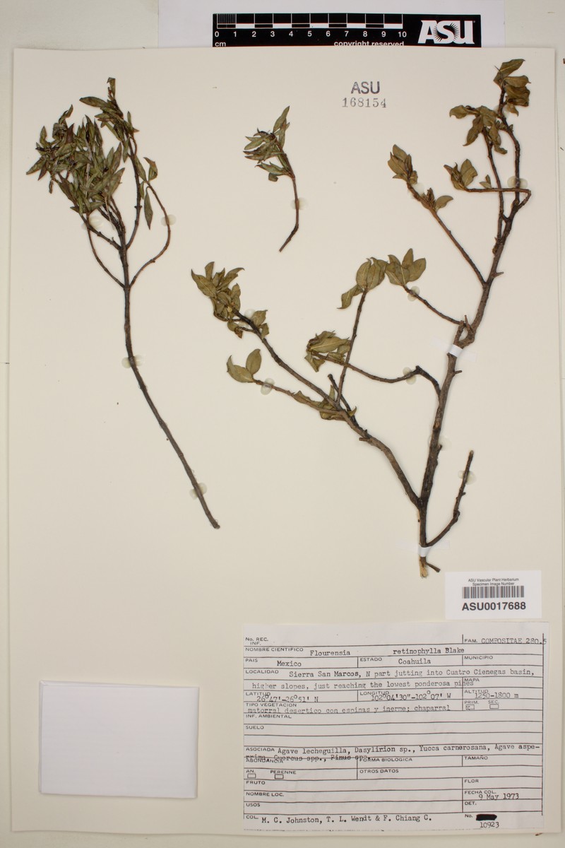 Flourensia retinophylla photo 2