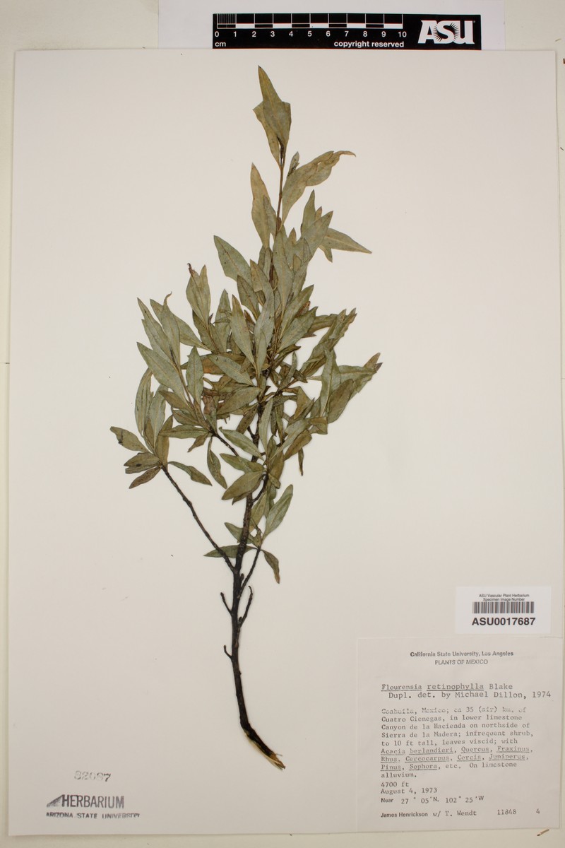 Flourensia retinophylla photo 3