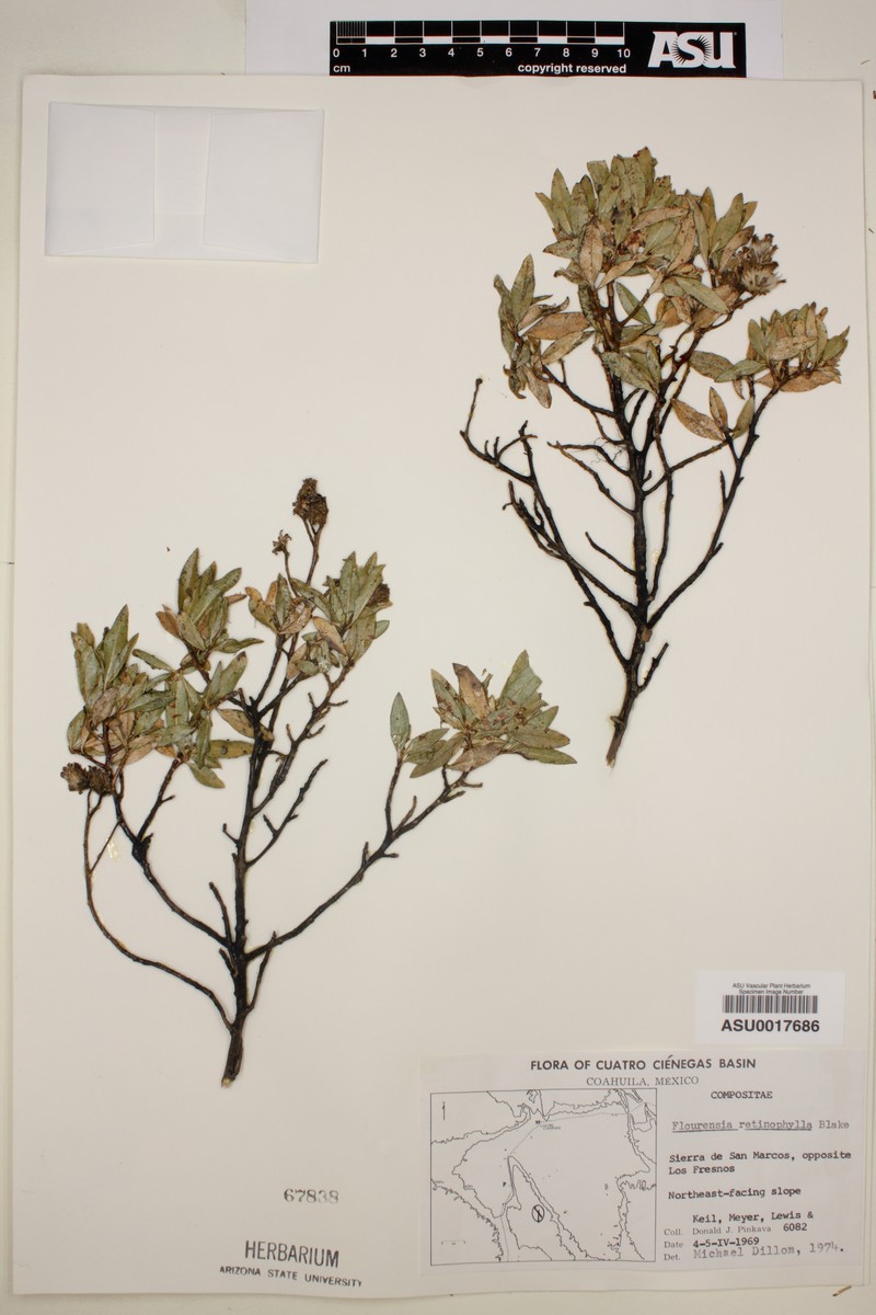 Flourensia retinophylla photo 4