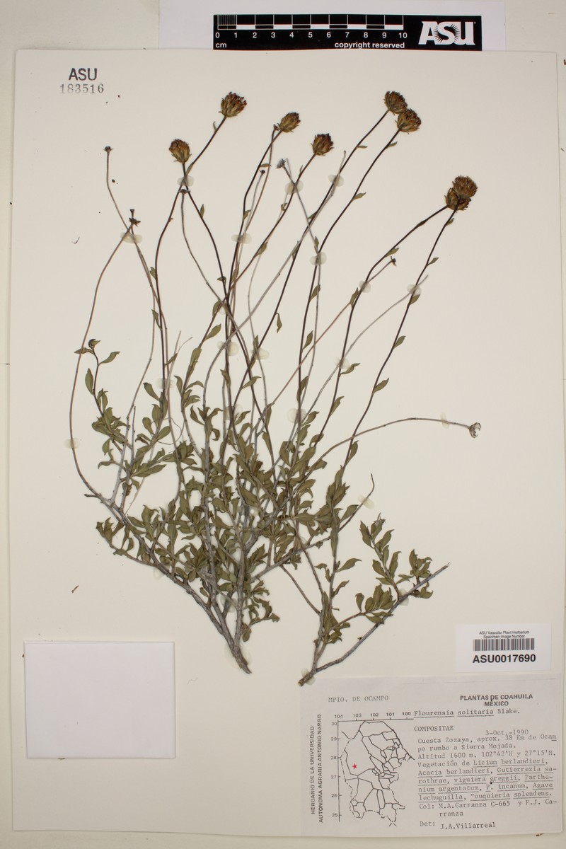 Flourensia solitaria