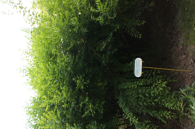 Simpleleaf Bushweed photo 4