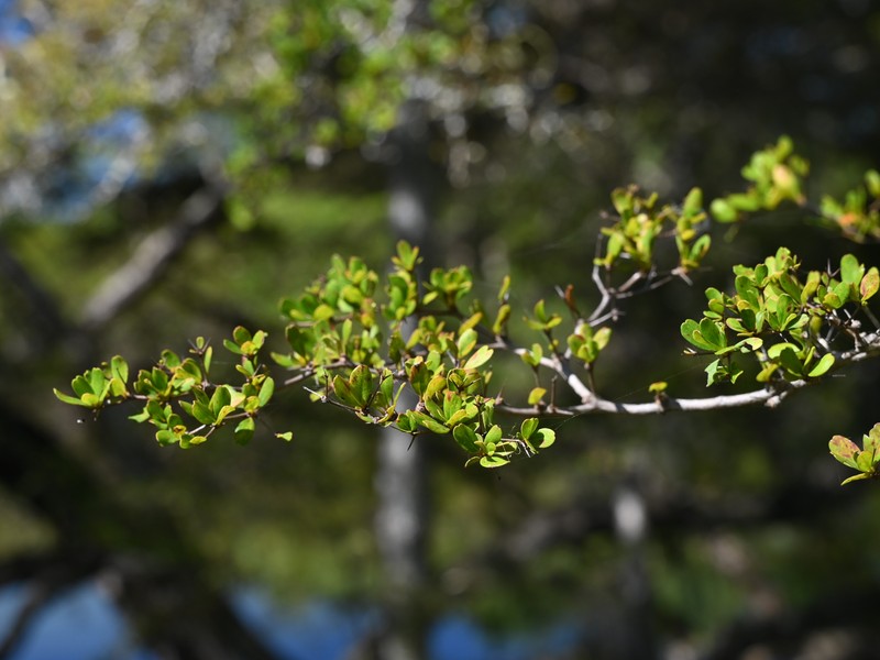 Simpleleaf Bushweed photo 2