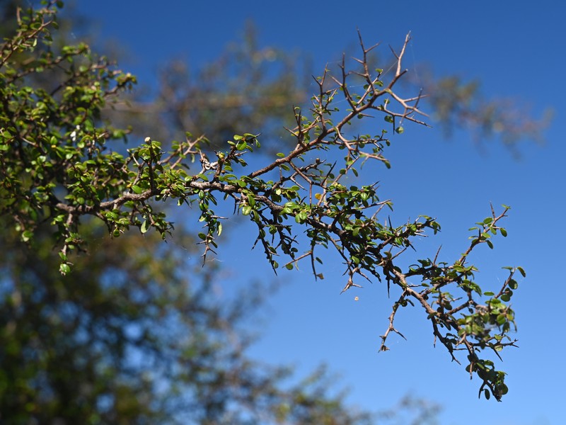 Simpleleaf Bushweed photo 3