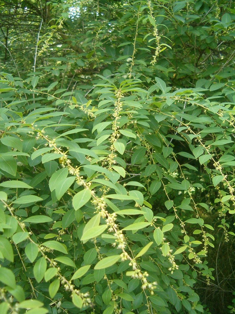 Simpleleaf Bushweed photo 7