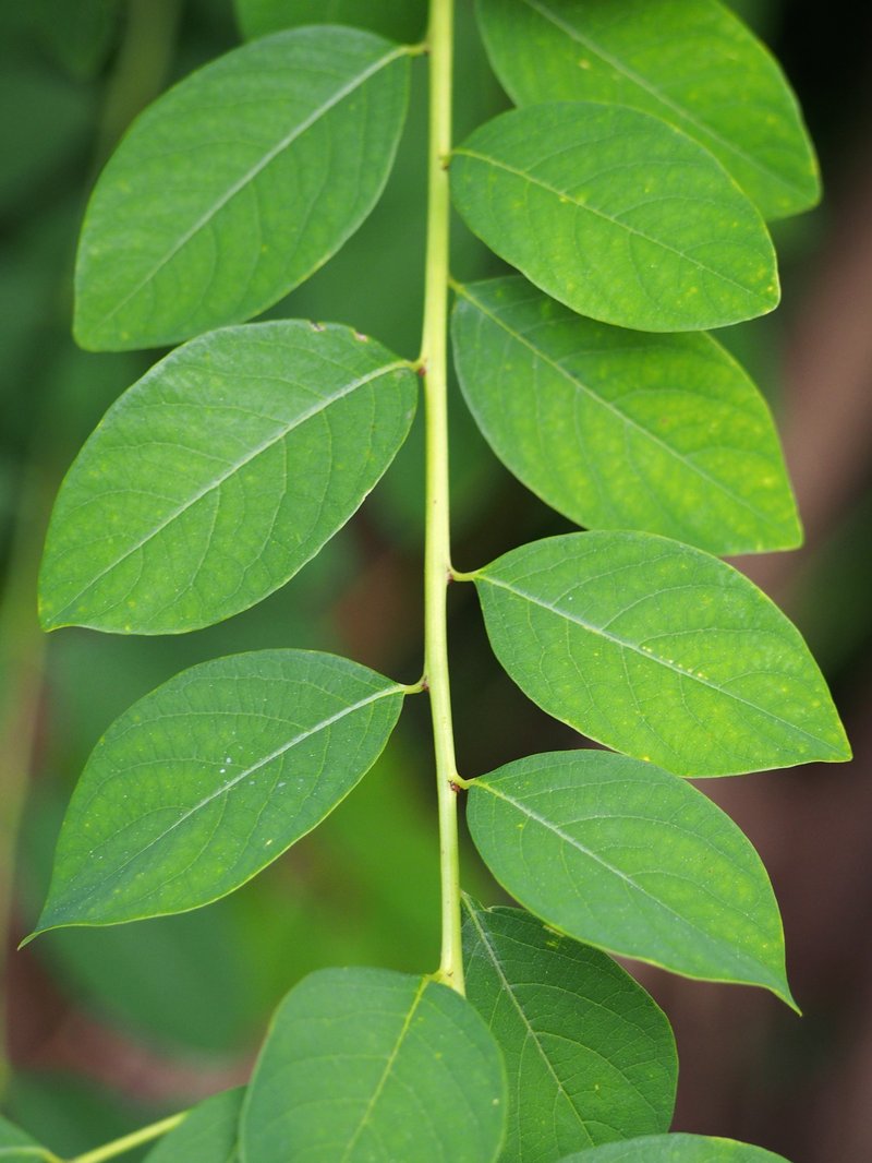 Simpleleaf Bushweed photo 8