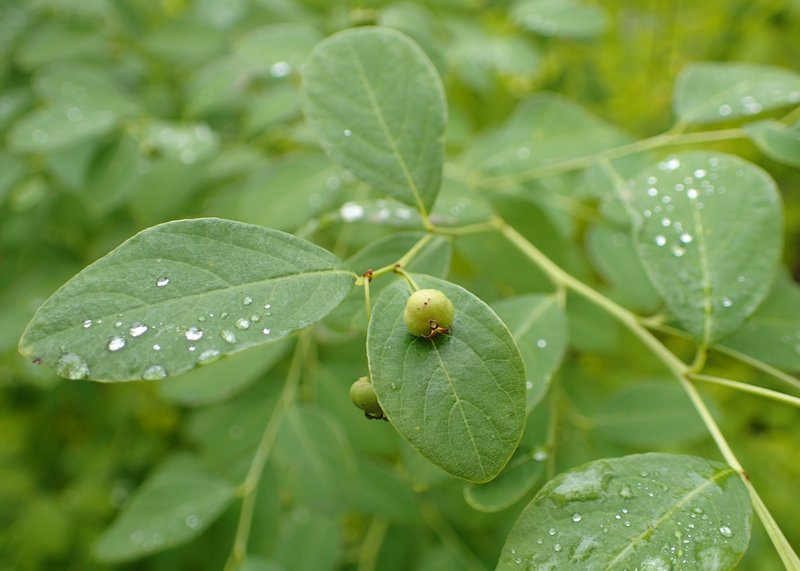 Simpleleaf Bushweed photo 9