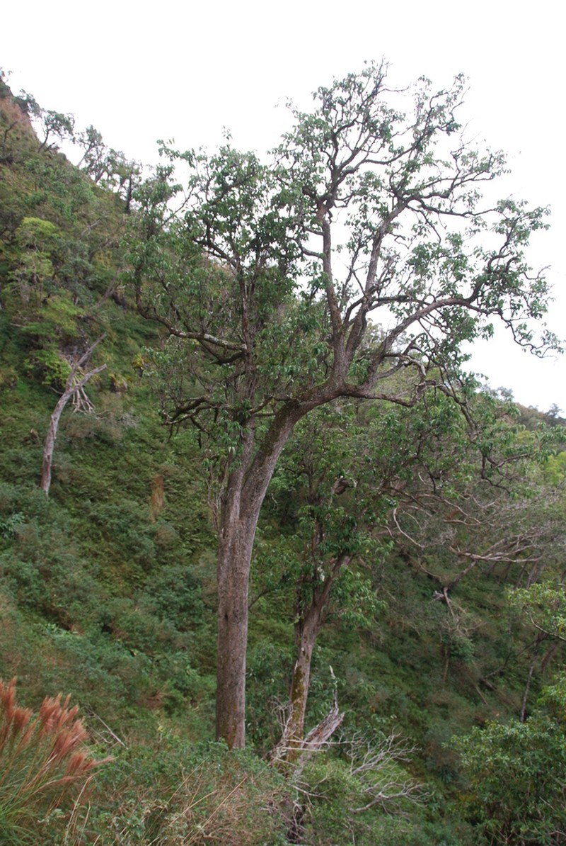 Mehamehame photo 6