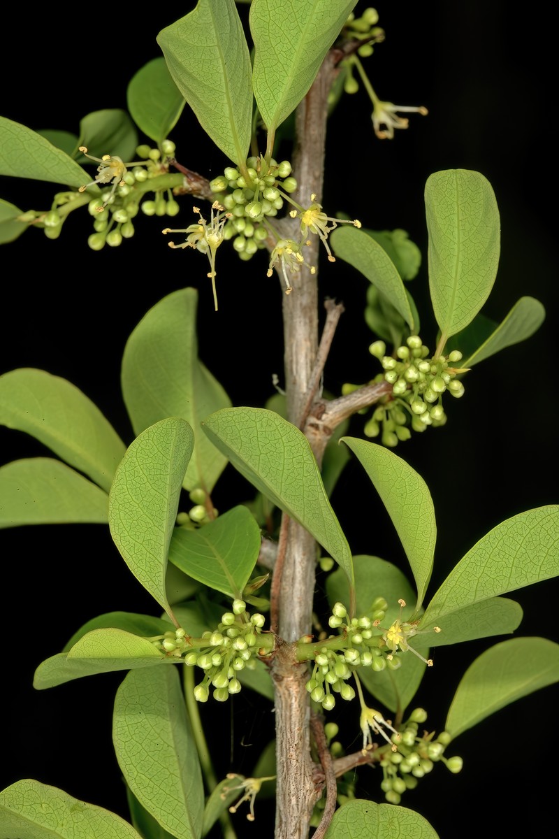 Common Bushweed photo 4