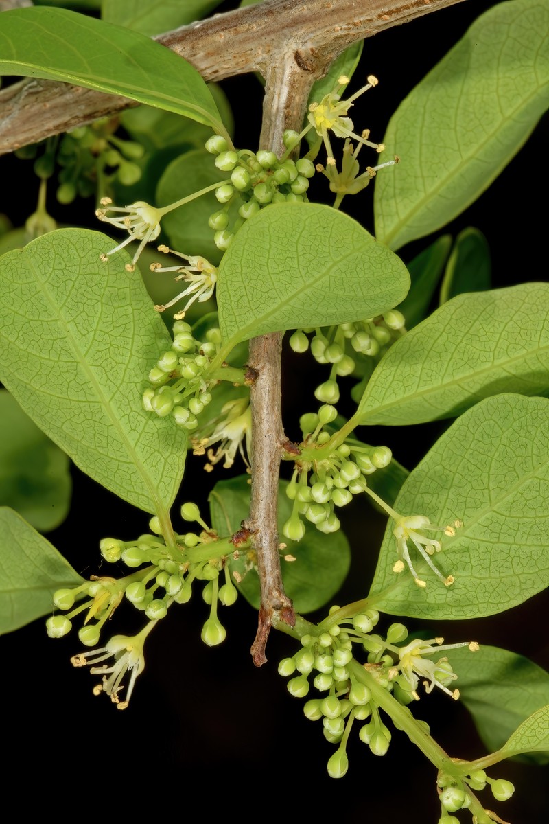 Common Bushweed photo 5
