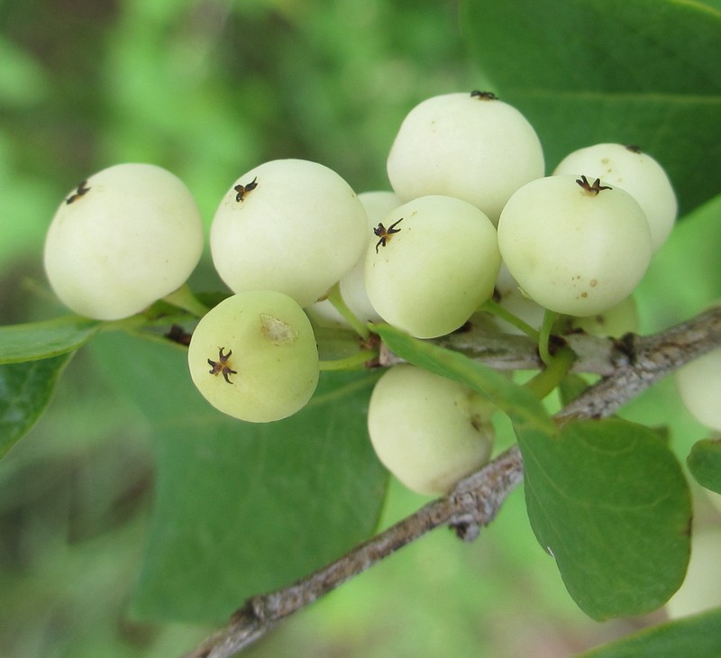 Common Bushweed