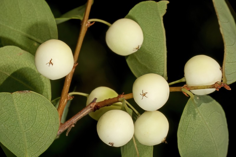 Common Bushweed photo 2