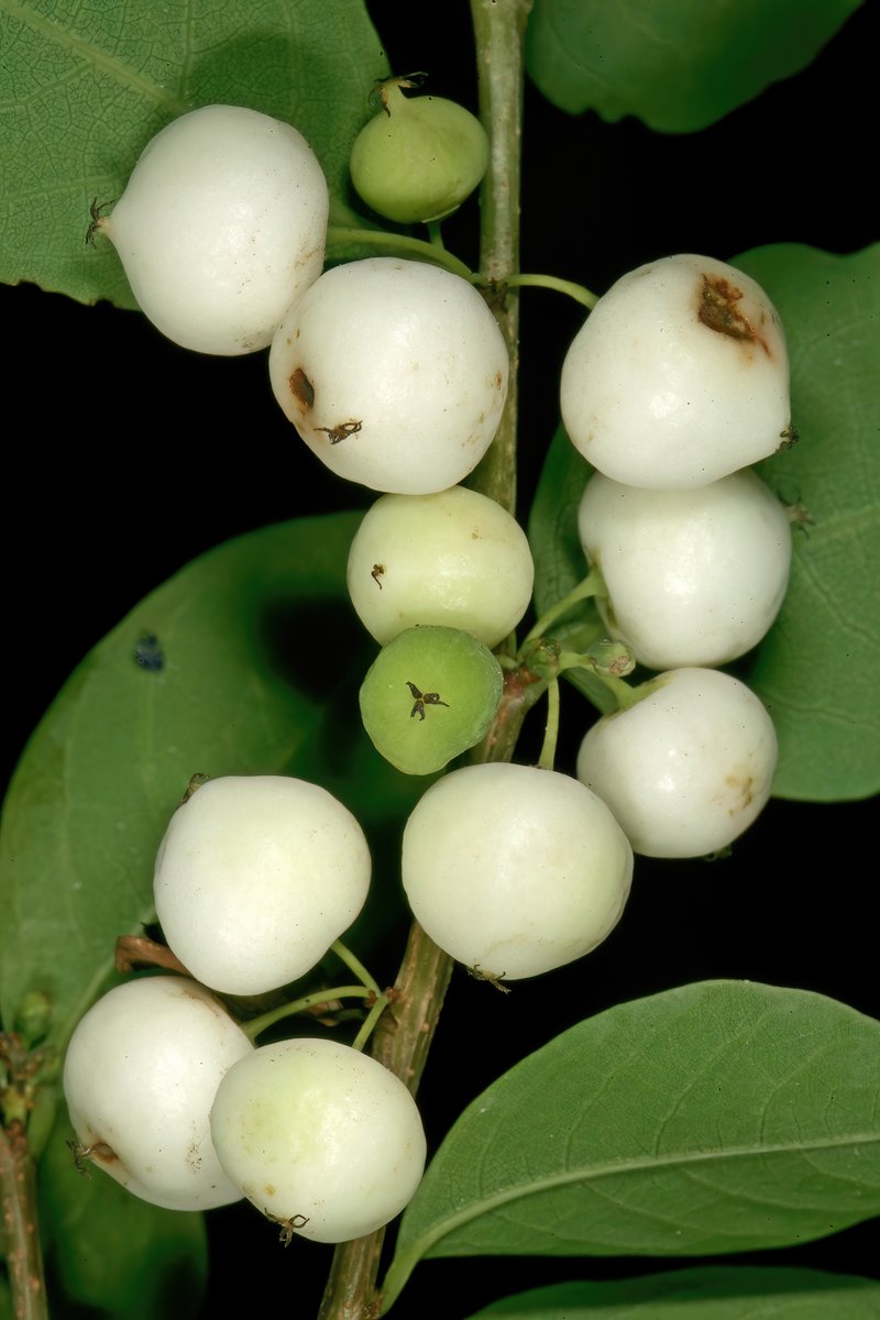 Common Bushweed photo 6