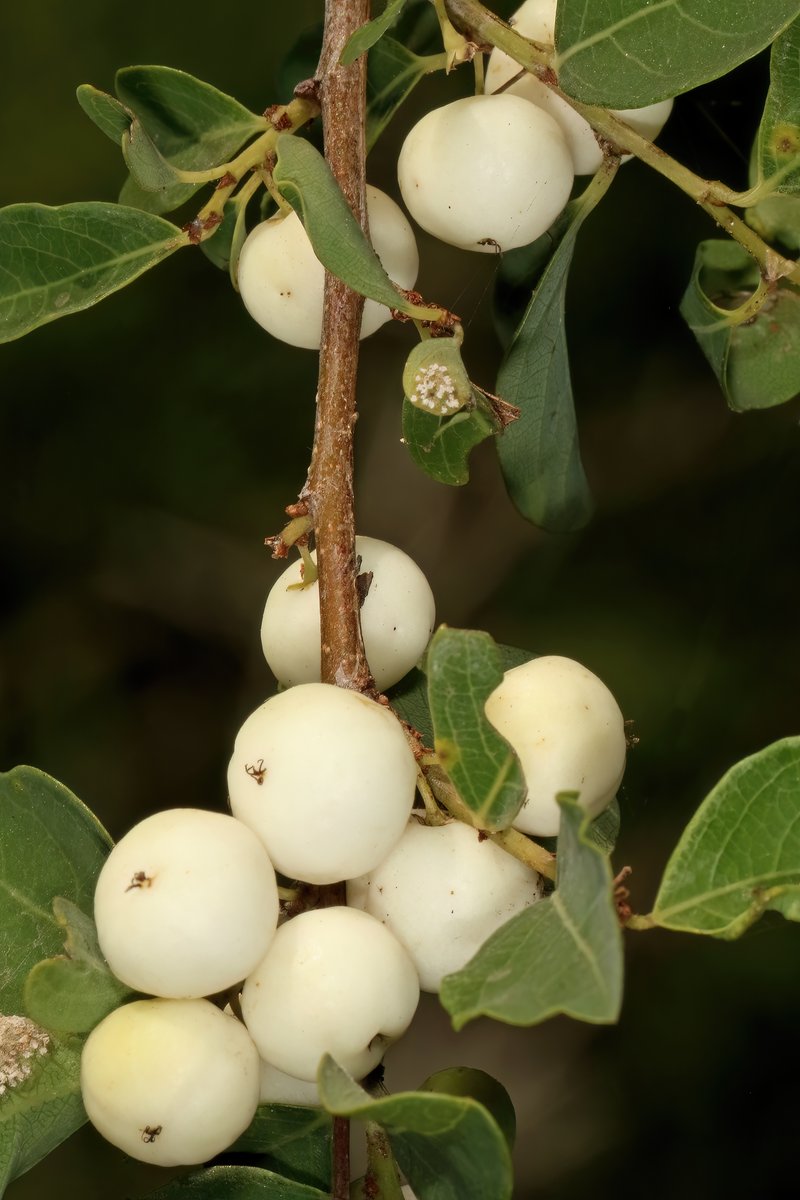 Common Bushweed photo 7