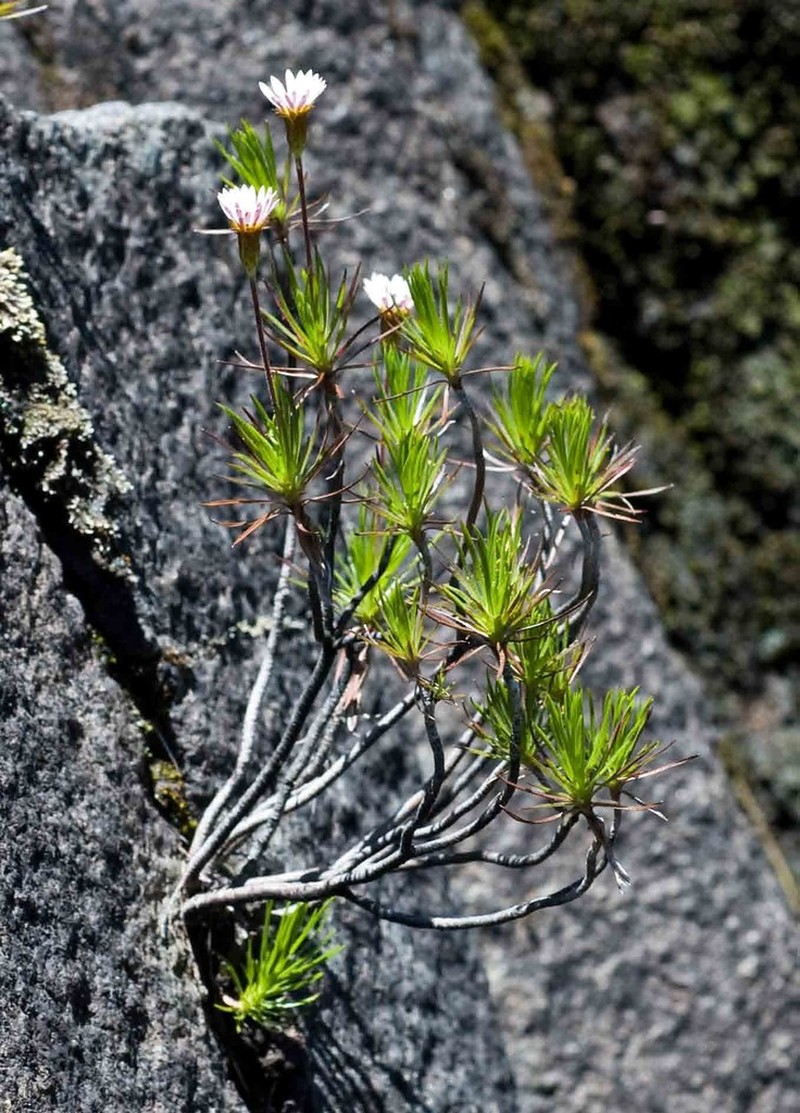 Fluminaria pinifolia