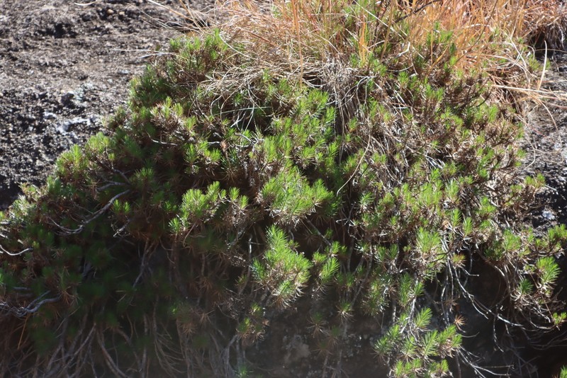 Fluminaria pinifolia photo 3