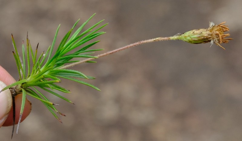 Fluminaria pinifolia photo 4