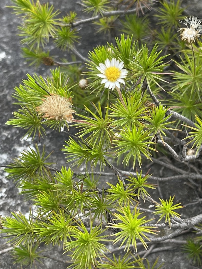 Fluminaria pinifolia photo 5