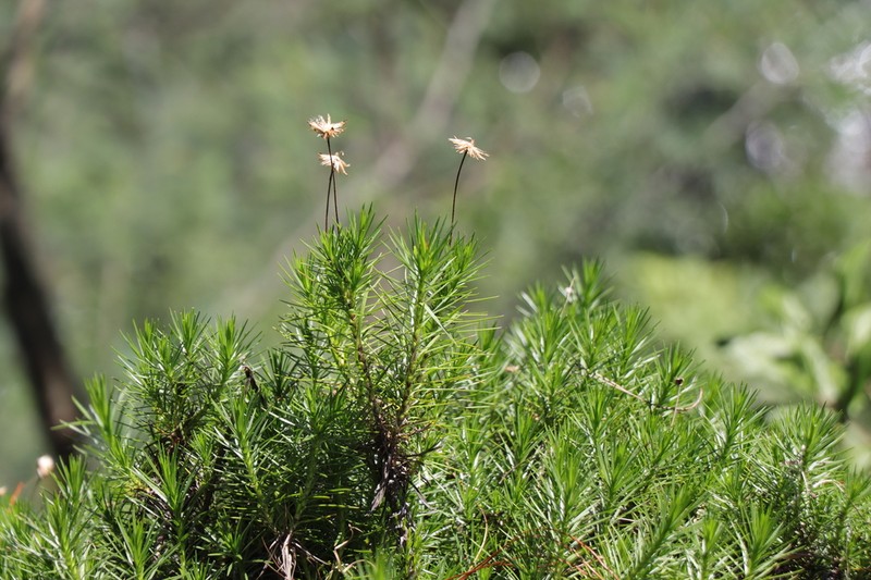 Fluminaria pinifolia photo 7
