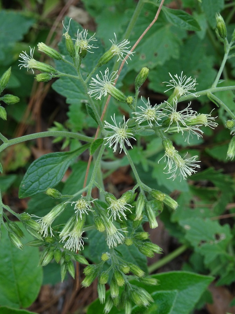 Flyriella leonensis