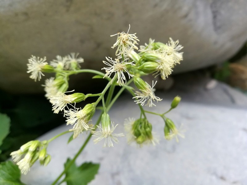 Flyriella leonensis photo 2
