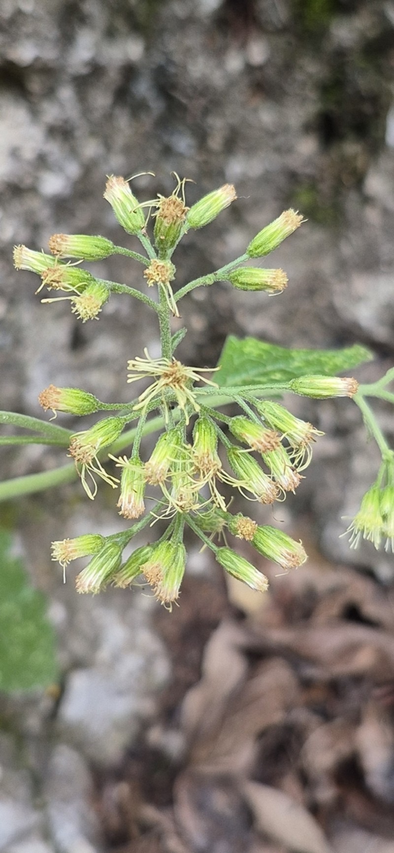 Flyriella leonensis photo 3