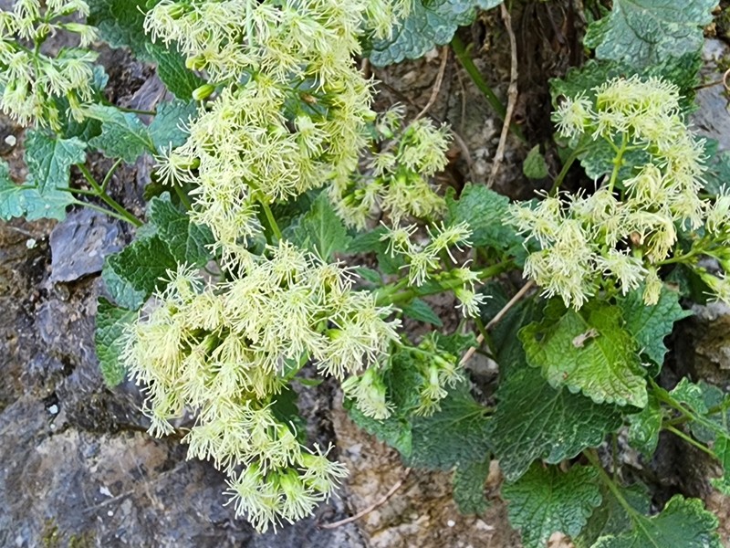 Flyriella leonensis photo 4