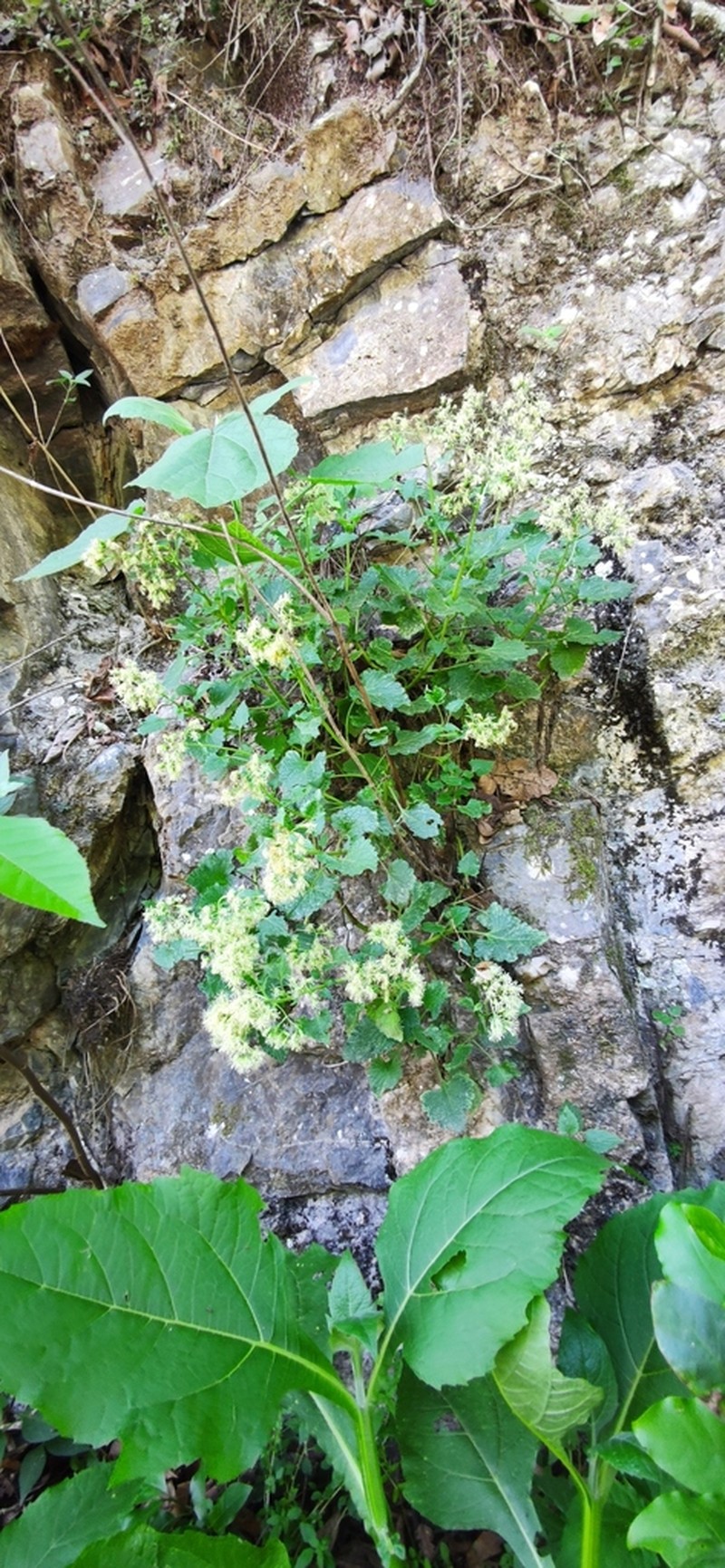 Flyriella leonensis photo 6
