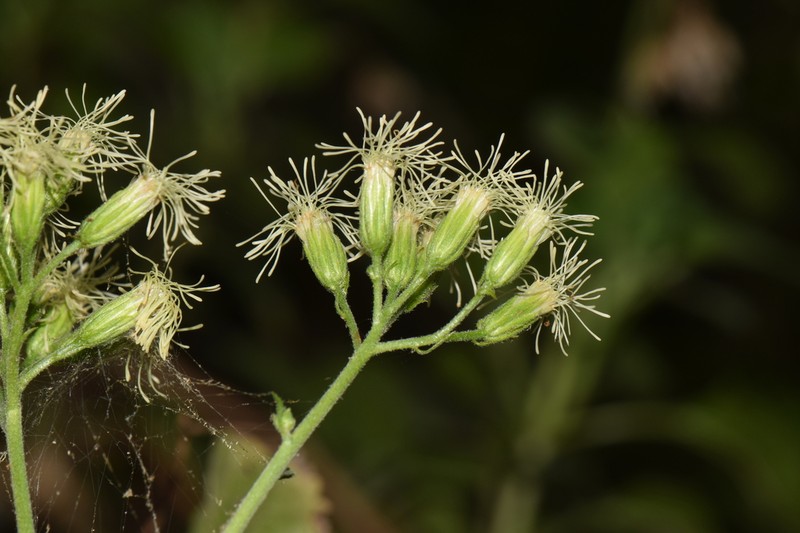 Flyriella leonensis photo 7