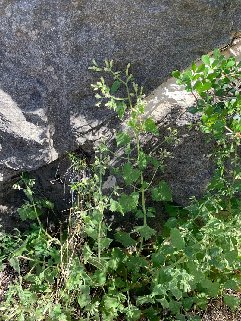 Chisos Mountain Brickellbush photo 2