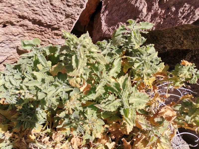 Chisos Mountain Brickellbush photo 5