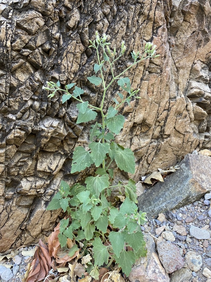 Chisos Mountain Brickellbush photo 7