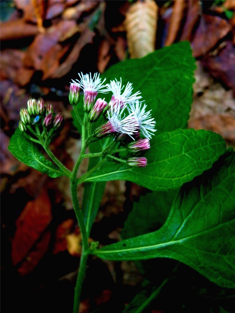 Flyriella stanfordii