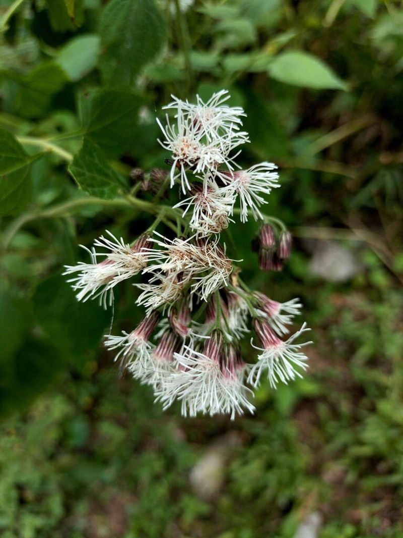 Flyriella stanfordii photo 2