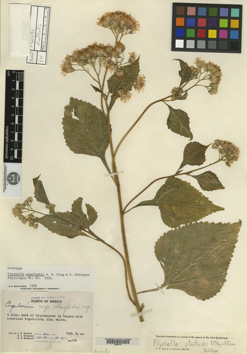 Flyriella stanfordii photo 3