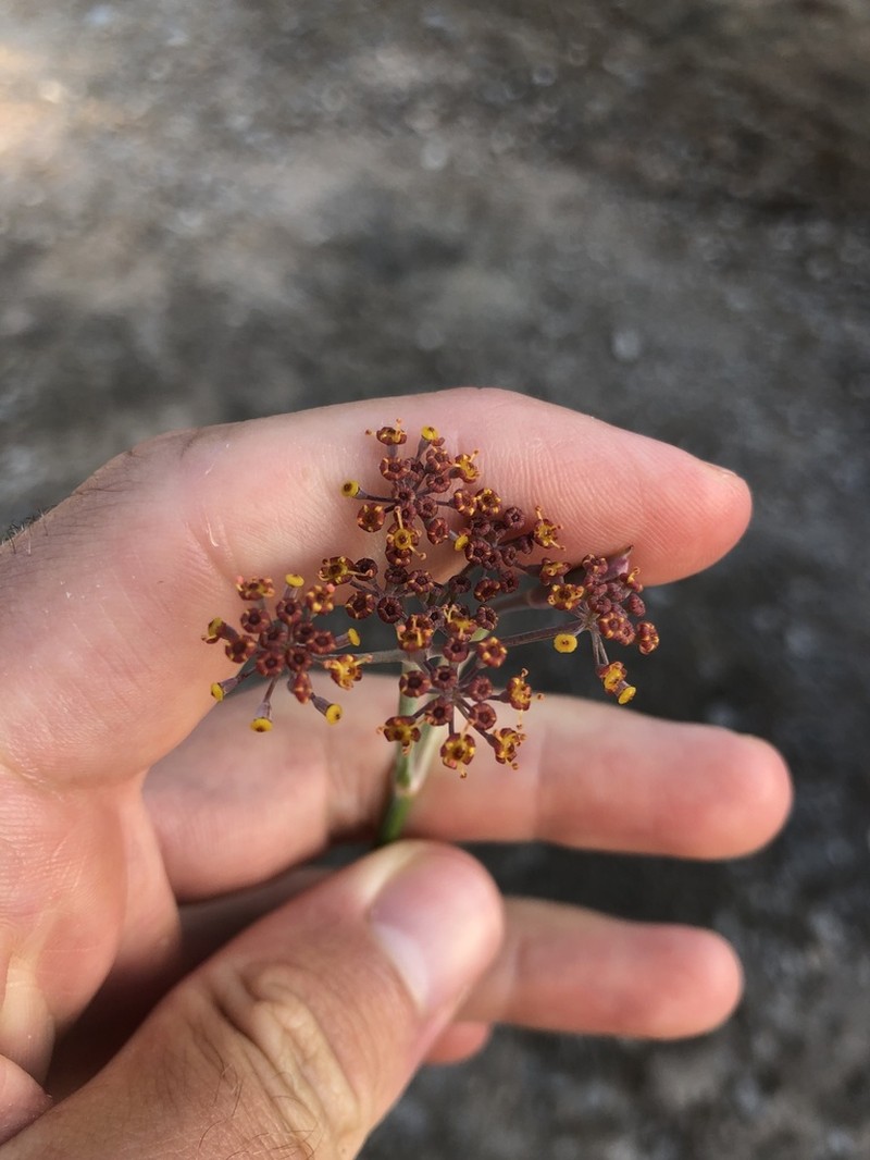 Foeniculum sanguineum
