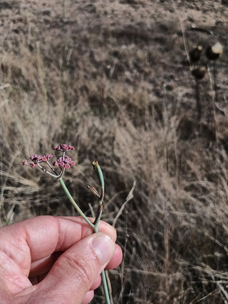 Foeniculum sanguineum photo 2