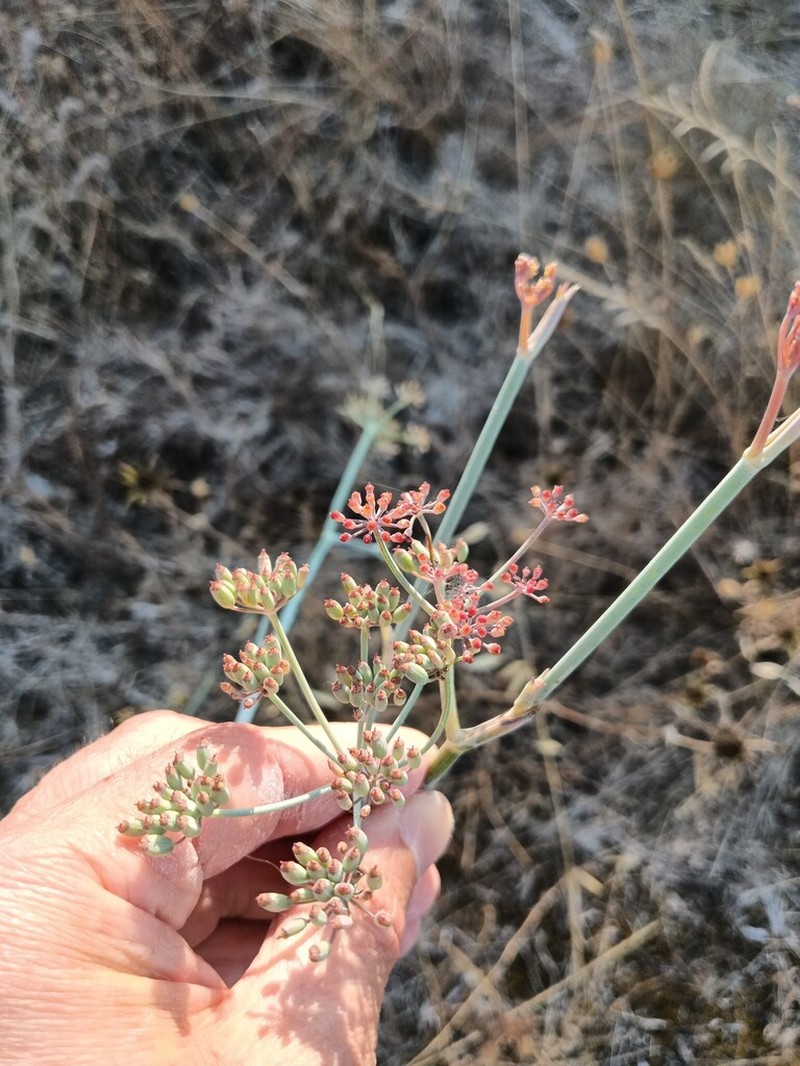 Foeniculum sanguineum photo 3