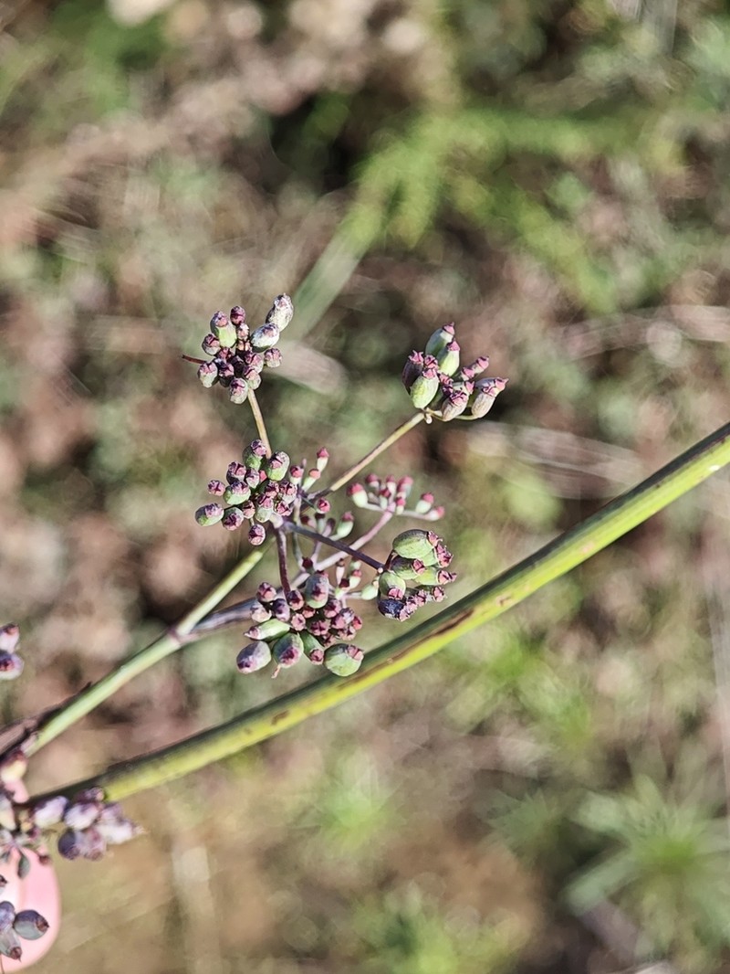 Foeniculum sanguineum photo 4