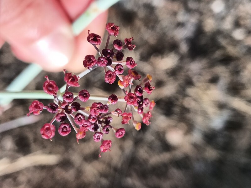 Foeniculum sanguineum photo 5