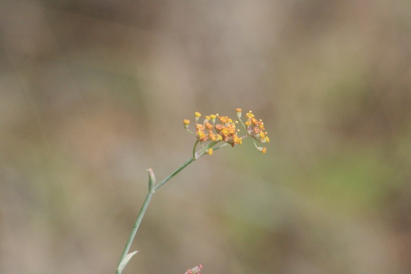 Foeniculum sanguineum photo 6
