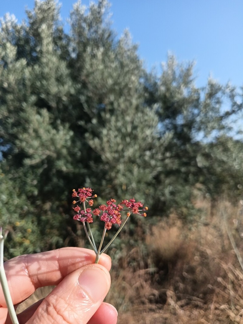 Foeniculum sanguineum photo 7
