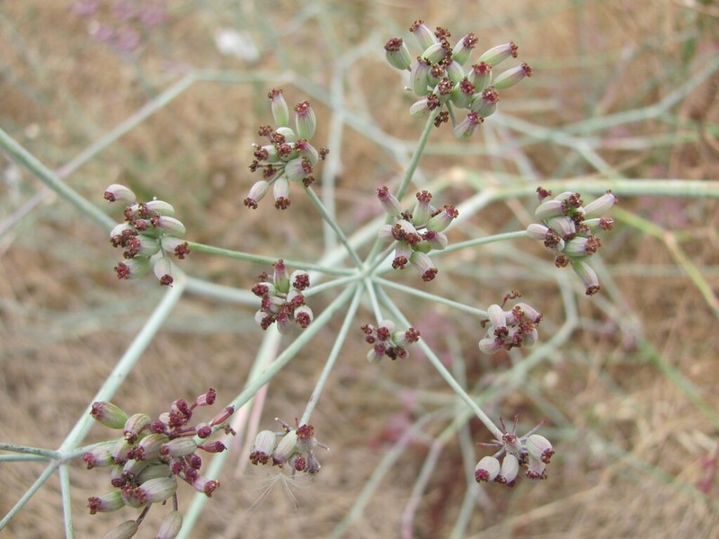 Foeniculum sanguineum photo 8
